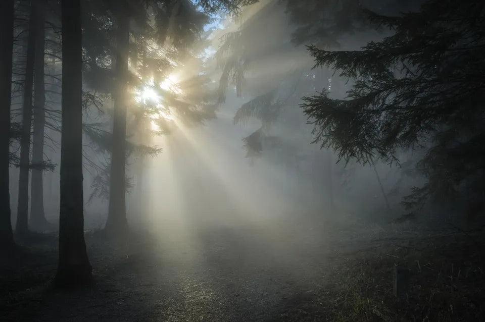 Bosque de coníferas envuelto en niebla con rayos de luz dorada entre los troncos